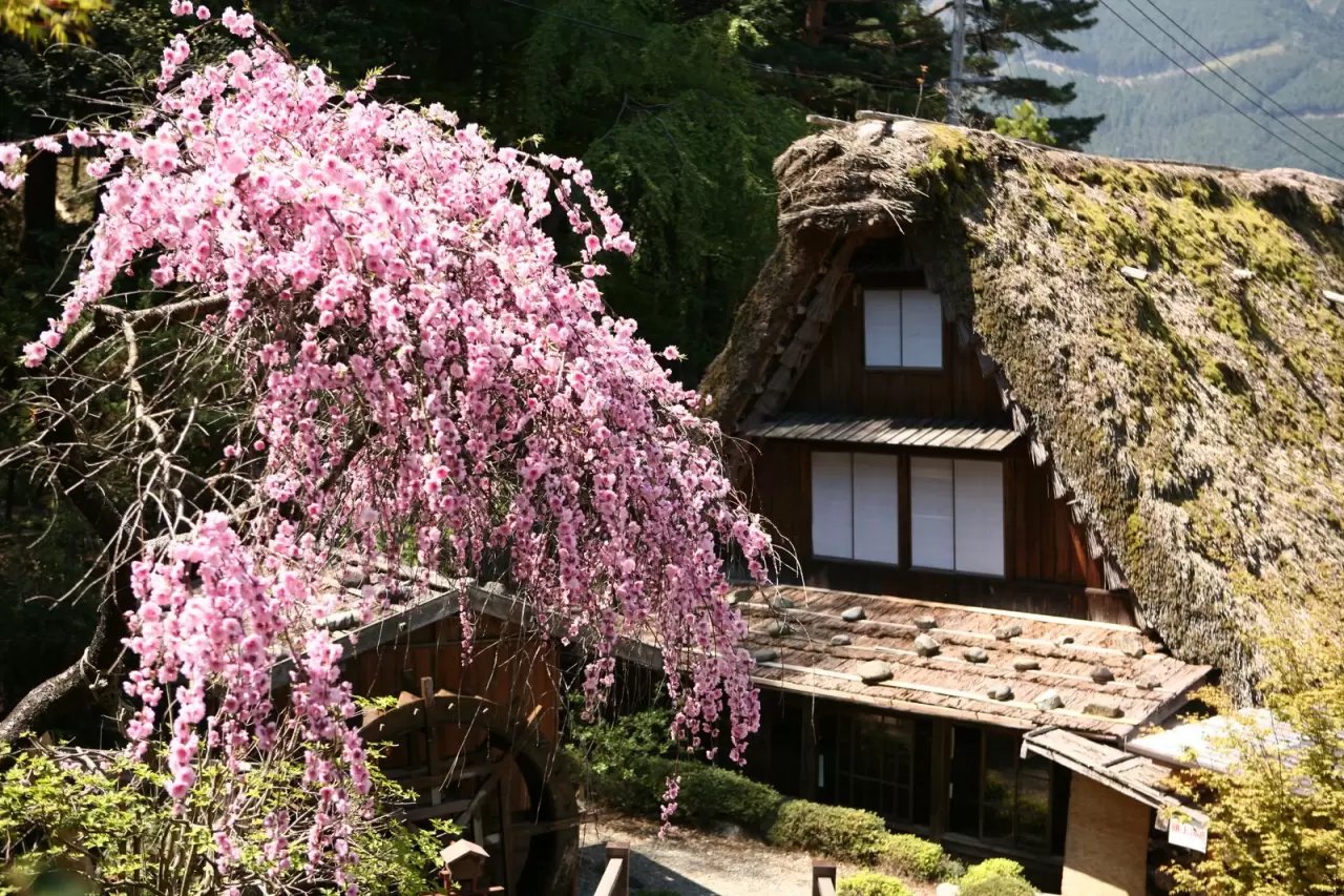 🏡 게로 온천 합장촌(게로온센갓쇼무라) 이미지 8